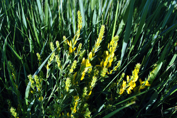Branches of flowering genista tinctoria (dyer’s greenweed or dyer's broom) on emerald green grass...