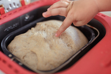 dark bread loaf in the bread-Maker Red