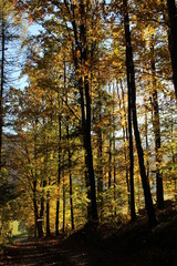 Fototapeta premium Sunbeam, forest