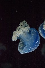 Blue colored Australian spotted jellyfish Phyllorhiza punctata © SailingAway