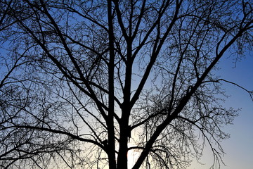 Fototapeta na wymiar вечернее дерево