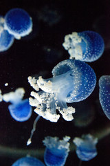 Blue colored Australian spotted jellyfish Phyllorhiza punctata © SailingAway