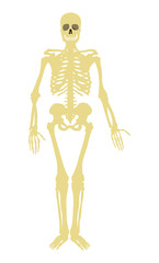 Full human skeleton