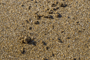 Fototapeta na wymiar close up of golen sand in corfu, greece