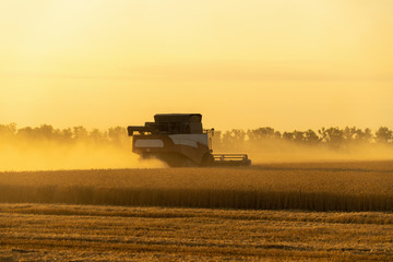 Combine harvester harvests grain in the field at sunset. Behind him is a cloud of dust. 