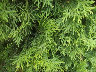 tuja szmaragdowa