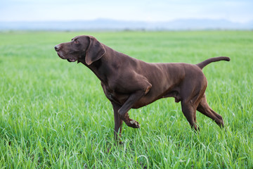 A young muscular brown hunting dog is standing in a point in the field among the green grass. A spring warm day. German Shorthaired Pointer.