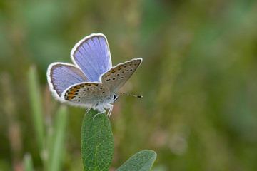 Silver-studded Blue Butterfly (Plebejus argus) perching on a leaf with its wings open