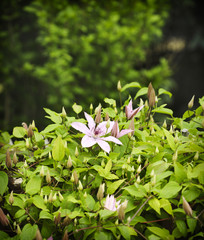 Light lavender clematis flower in the summer on background of green leaves.
