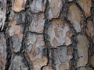 Wood Bark Trunk Surface
