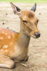 Wild cute sika deer with tiny velvet antlers relaxing and laying on the ground on a hot summer day in Nara Public Park, Nara, Japan