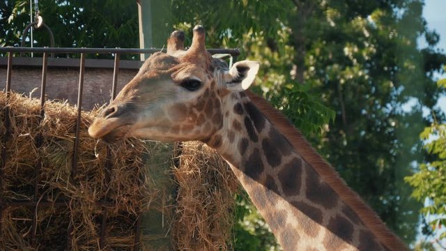 Beautiful young giraffe eating in the reserve. The giraffe's head. Giraffe eats grass.