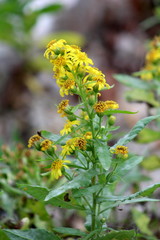 Solidago virgaurea or European goldenrod or Woundwort yellow flower with multiple bubs, open and blooming flowers with green leaves background