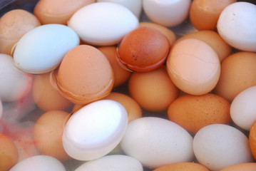 boiled brown and white eggs dip in water