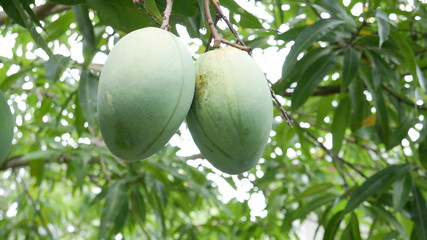 Mangoes hanging from a mango tree on a sunny day while gardening