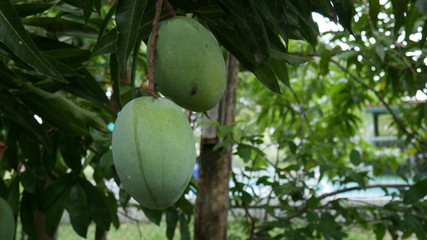 Mangoes hanging from a mango tree on a sunny day while gardening