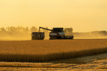 Naklejka premium Harvesting of wheat. Combine harvesters at work