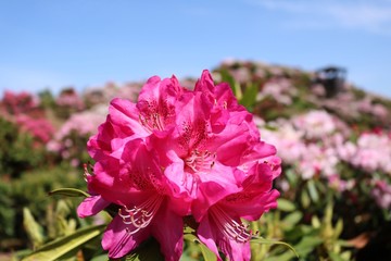 綺麗な満開のシャクナゲの花達
