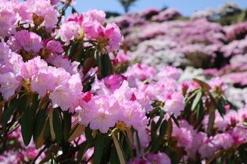 Obraz premium 綺麗な満開のシャクナゲの花達