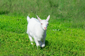 Fototapeta premium goat in a field of wheat