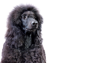 portrait of a black poodle