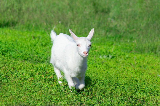 goat in a field of wheat