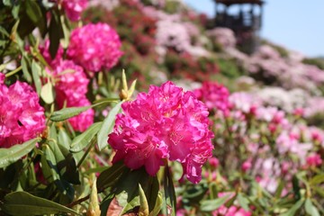 綺麗な満開のシャクナゲの花達