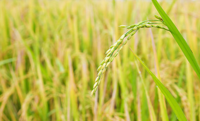 rice field in north Thailand, nature food landscape background.