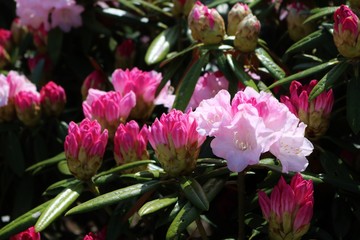 綺麗な満開のシャクナゲの花達