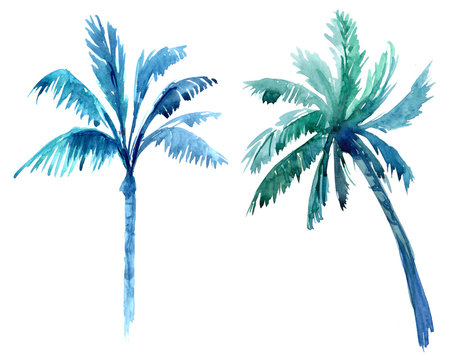 Palm trees. Watercolor illustration