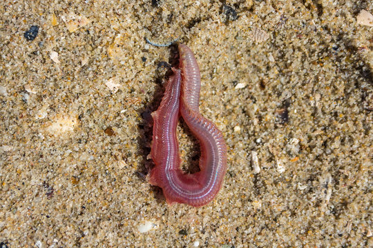 closeup view of fresh bloodworm on sand background