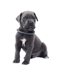 Obraz premium one-month-old cane corso puppy