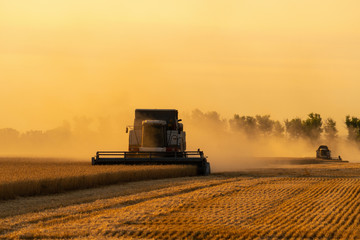 Fototapeta premium Combine harvesters harvests grain in the field at sunset. Behind these dust clouds