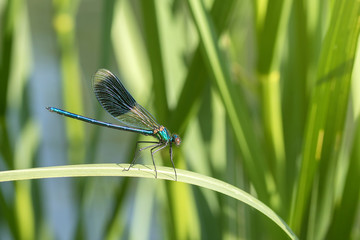 Dragonfly on a green plant closeup