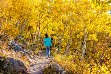 Fototapeta premium Tourist in aspen grove at autumn
