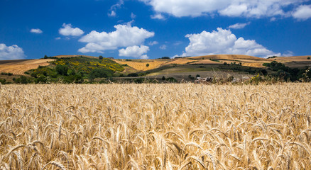 Summer landscape with wheat field, hills and clouds