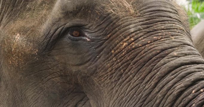 Macro shot of an elephant's eye, where wrinkles from the age of the animal can be seen.
