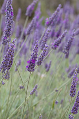 Obraz premium English lavender