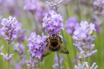 Bumblebee in lavender