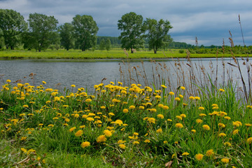Russia. The South Of Western Siberia. Flower meadows in early summer