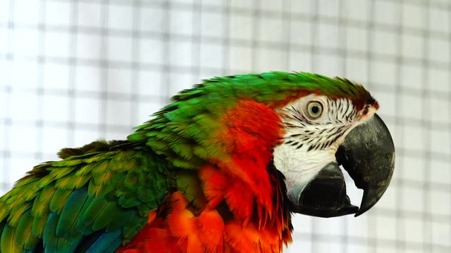 4K red and green macaw