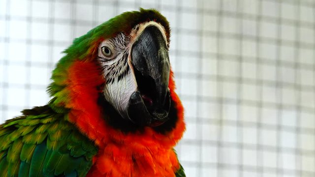 4K red and green macaw