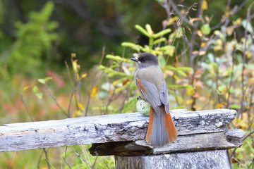Unglückshäher in Schweden im Herbst
