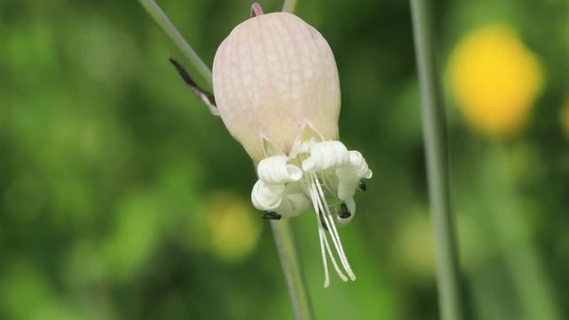 Bee gathering pollen on bladderwort
