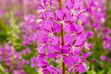 Obraz premium Beautiful, lovely pink flowers.