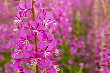 Fototapeta premium Beautiful, lovely pink flowers.