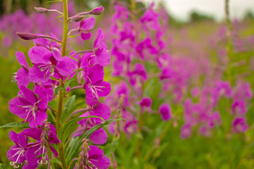 Obraz premium Beautiful, lovely pink flowers.