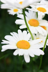 Obraz premium Daisies in the garden