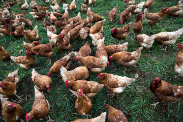Chicken farm