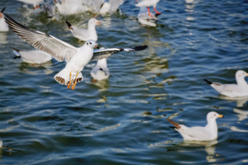 Seagull Flying Over the Sea in Summer Time